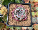 Echeveria 'Colorata' 2" Succulent Plant