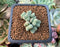 Conophytum 'Chowbanier' 1/2"-1" Succulent Plant