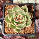 Echeveria Agavoides 'Blue Dragon' 3" Succulent Plant