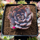 Echeveria 'White Kisses' 2" Succulent Plant