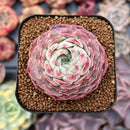 Echeveria 'Charlesrose' 2" Succulent Plant