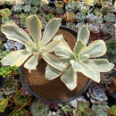 Echeveria 'Japan Moon River' Variegated 5" Succulent Plant