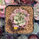 Echeveria 'Silver Prince' Variegated 1" (Expert Only) Succulent Plant