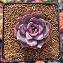 Echeveria 'Mirine' 1"-2" Succulent Plant