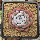 Echeveria 'Horizon' 2" Succulent Plant
