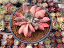 Echeveria 'Spica' 4" Succulent Plant