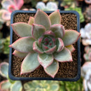 Echeveria 'Seosi' 2" Succulent Plant