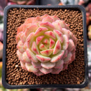 Echeveria 'Kircheriana' 2" Succulent Plant
