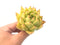 Echeveria Agavoides 'Yellow Ebony' 4" Rare Succulent Plant