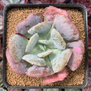 Echeveria 'Hearts Delight' 3" Succulent Plant