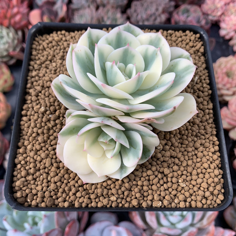 double headed succulent Echeveria 'Compton Carousel' 2"-3" Double-Headed Cluster Succulent Pla – True Succulents Plant Co