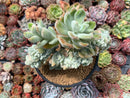 Echeveria 'Pulvinata Frosty' Crested 5" Cluster Succulent Plant