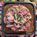 Echeveria 'Beyonce' Variegated 4"-5" Extra Large Succulent Plant