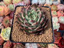 Echeveria 'Ebony' X 'Zaragoza' 2"-3" Succulent Plant