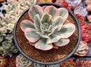 Echeveria 'Secunda' Variegated 4" Succulent Plant