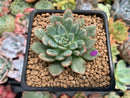 Echeveria Agavoides 'Miracle' Variegated 2" Succulent Plant