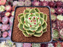 Echeveria Agavoides 'Blue Dragon' 2"-3" Succulent Plant