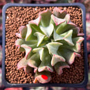 Echeveria 'Black Hawk' 2" Succulent Plant