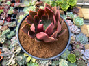Echeveria 'Black Night' 4" Succulent Plant
