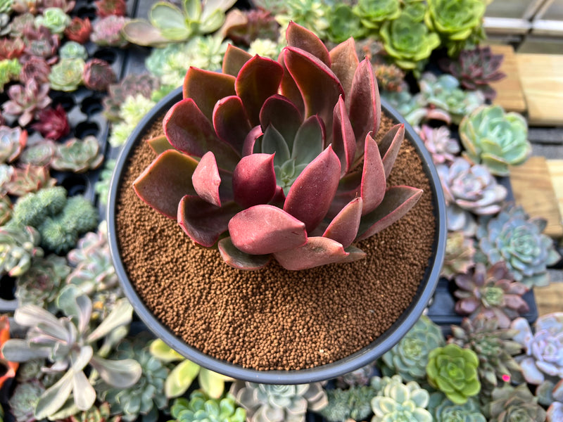 succulent night Echeveria 'Black Night' 4" Succulent Plant