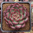 Echeveria Agavoides 'Fire Pillar' 2" Succulent Plant