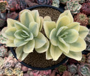 Echeveria 'Japan Moon River' Variegated 5"-6" Succulent Plant