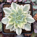 Echeveria 'Fun Queen' Variegated 2"-3" Succulent Plant