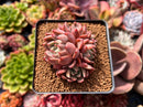 Echeveria Agavoides 'Magic Plot' 2" Cluster Succulent Plant