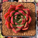 Echeveria Agavoides 'Heaven' 2" Succulent Plant