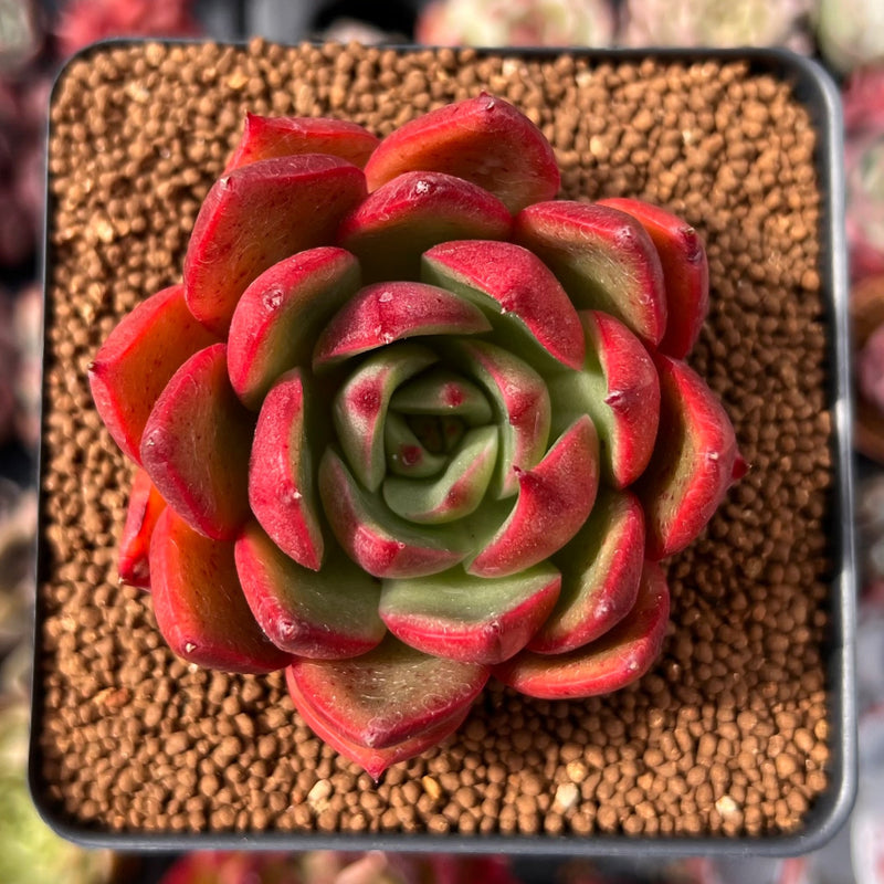 succulent heaven Echeveria Agavoides 'Heaven' 2