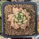 Echeveria 'Pink Top' 1" Succulent Plant
