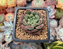 Echeveria 'Christmas Carol' 1" Small Succulent Plant