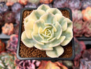 Echeveria 'Compton Carousel' 2" Succulent Plant