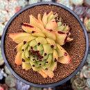 Echeveria Agavoides 'Maria' Super Clone 4" Succulent Plant
