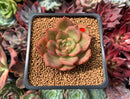 Echeveria Agavoides 'Padma' 2" Succulent Plant