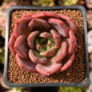 Echeveria 'Pink Champaign' 1"-2" Succulent Plant