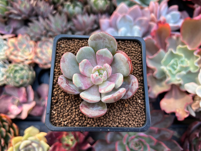 mint succulent Echeveria 'Soul Mint' 2" Succulent Plant – True Succulents Plant Co