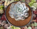 Echeveria 'Grand Shoes' 5" Large Powdery Succulent Plant