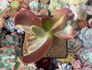 Echeveria 'Fimbriata' Variegated AKA 'Fasciculata' 3"-4" Succulent Plant
