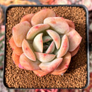 Echeveria 'Lemon Tree' 2" Succulent Plant