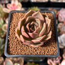 Echeveria 'Nocturnal' 1"-2" Succulent Plant