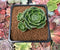 Echeveria 'Longissima' Round-leaf 1"-2" Succulent Plant