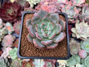 Echeveria 'Monello' 2" New Hybrid Succulent Plant
