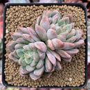 Echeveria 'Elsa' 3" Succulent Plant