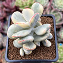 Cotyledon Orbiculata cv. 'Fuku Musume' Variegated 3" Succulent Plant