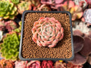 Echeveria 'Panda' 1" Succulent Plant