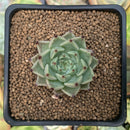 Echeveria Agavoides 'Primavera' 1" Succulent Plant