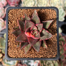 Echeveria 'Monocerotis' Variegated 2" Succulent Plant