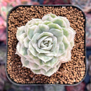 Echeveria 'Onslow' Variegated 1"-2" Succulent Plant