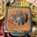 Sinocrassula Yunnanensis 1" Succulent Plant